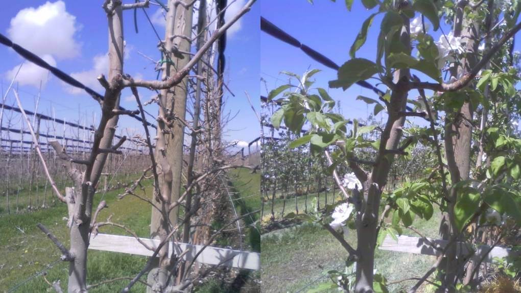 apple tree dormancy and blooming stages